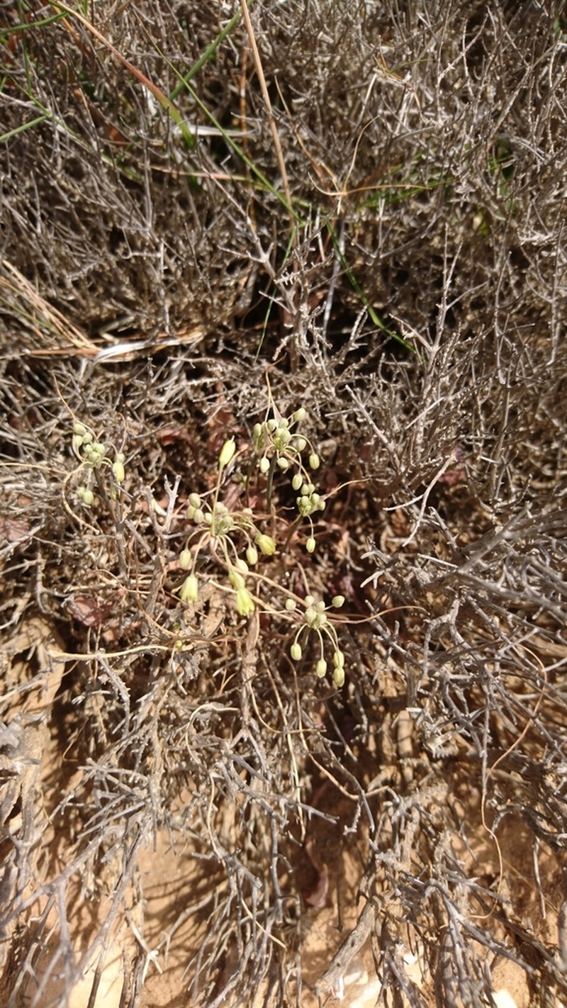Allium luteolum photo 4