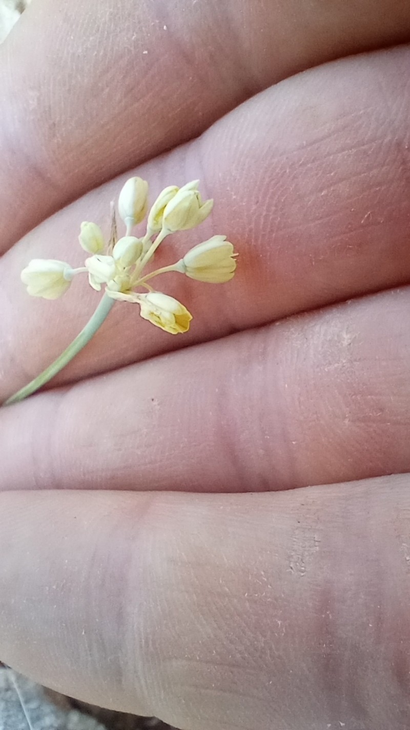 Allium luteolum photo 5
