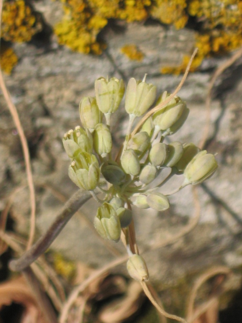 Allium luteolum photo 6