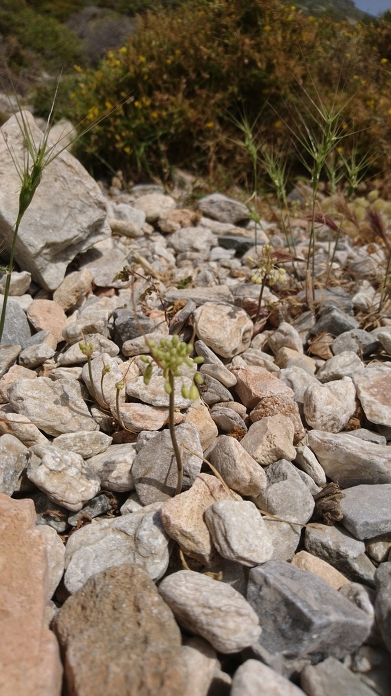 Allium luteolum photo 8