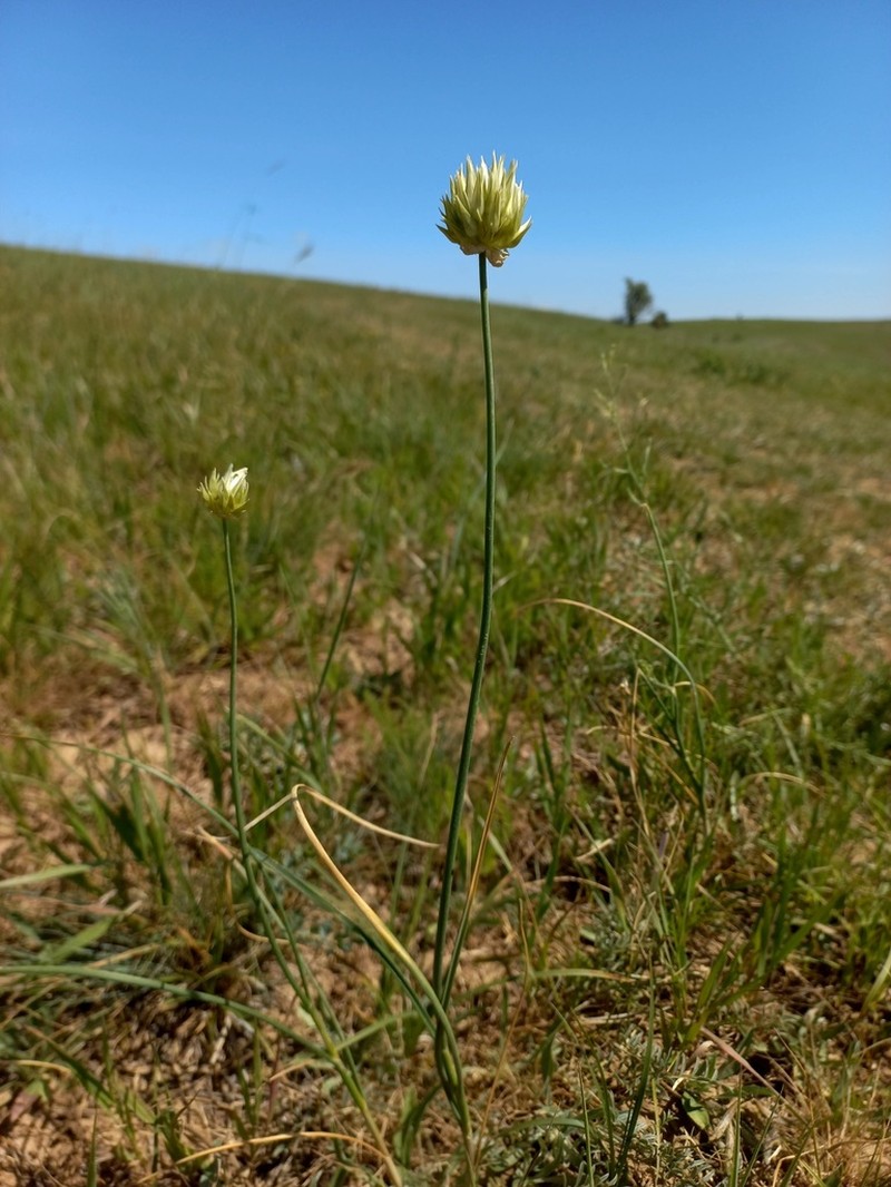 Allium lutescens photo 2