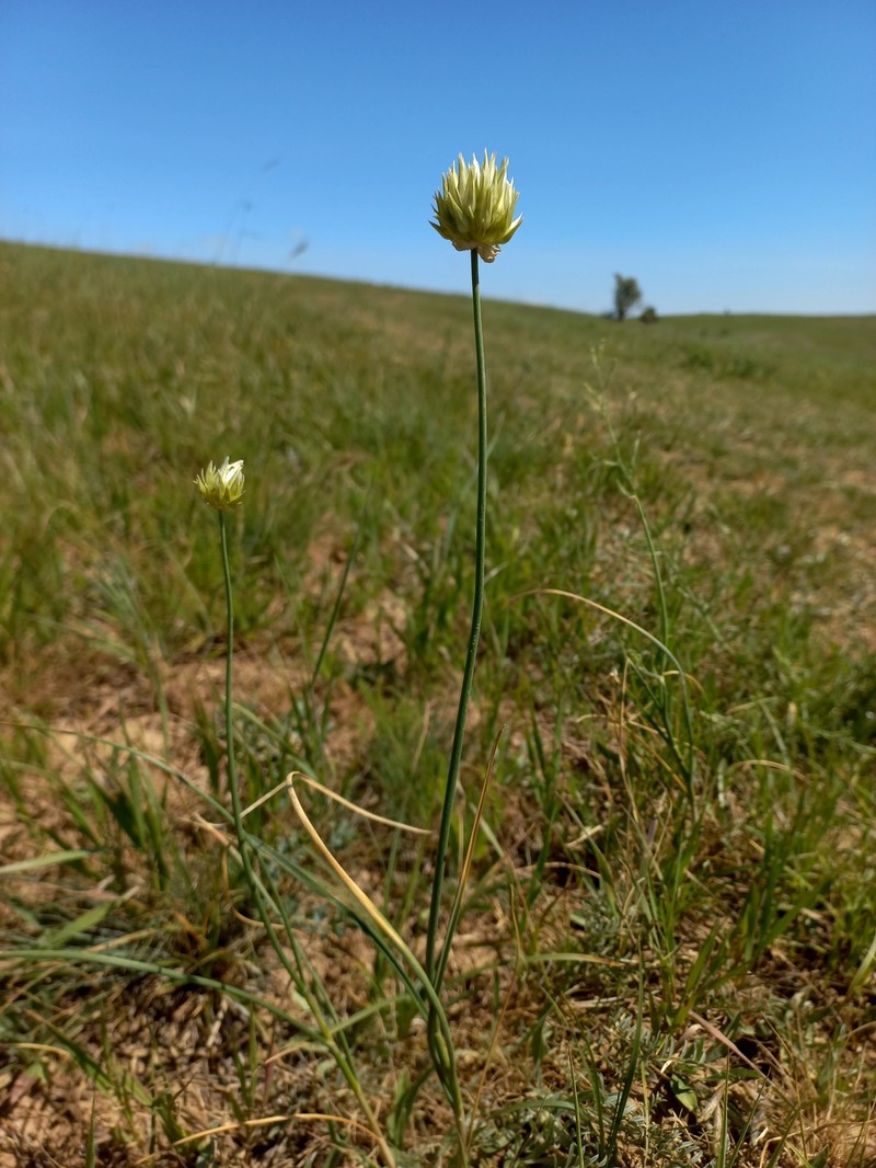 Allium lutescens photo 3
