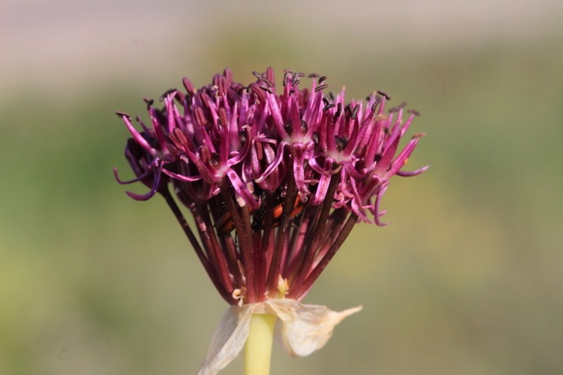 Allium lycaonicum photo 2