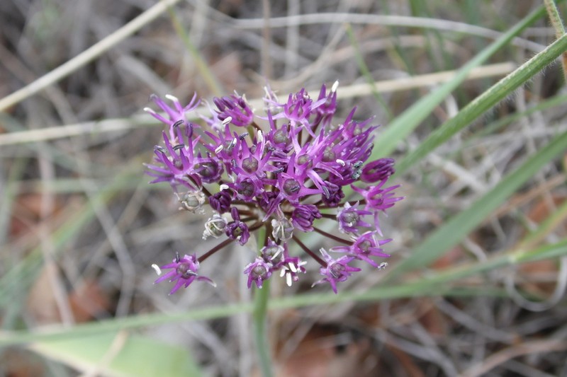 Allium lycaonicum photo 3