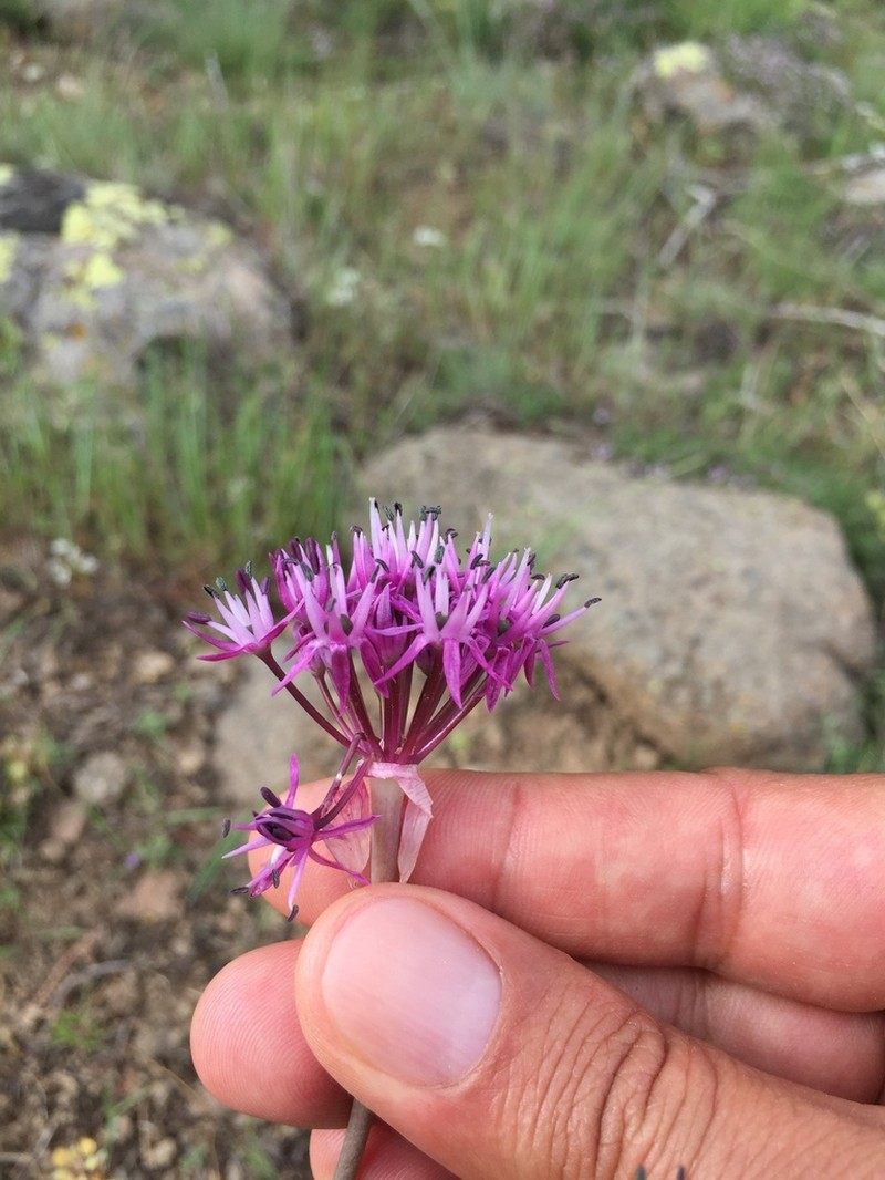 Allium lycaonicum photo 4
