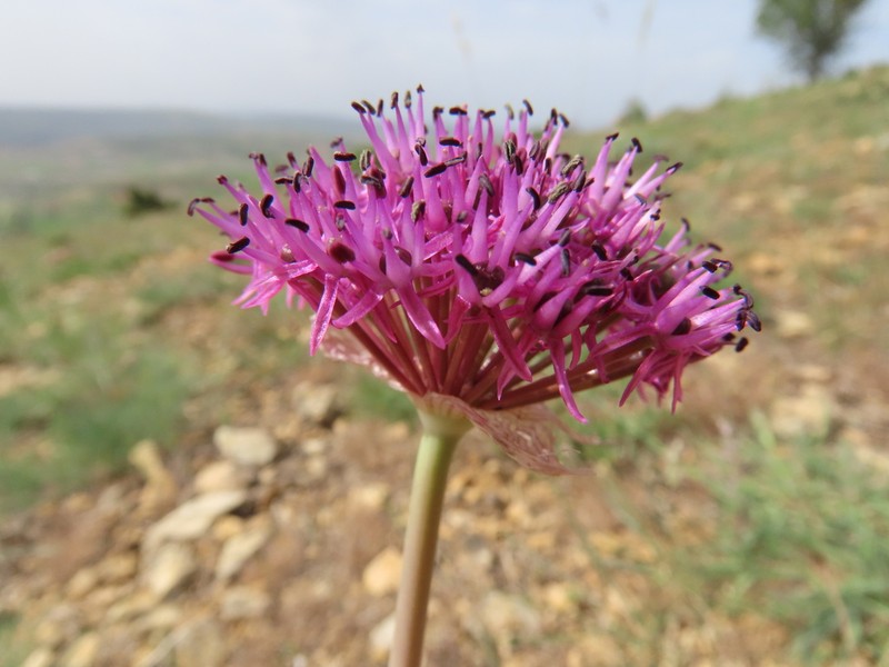 Allium lycaonicum photo 5