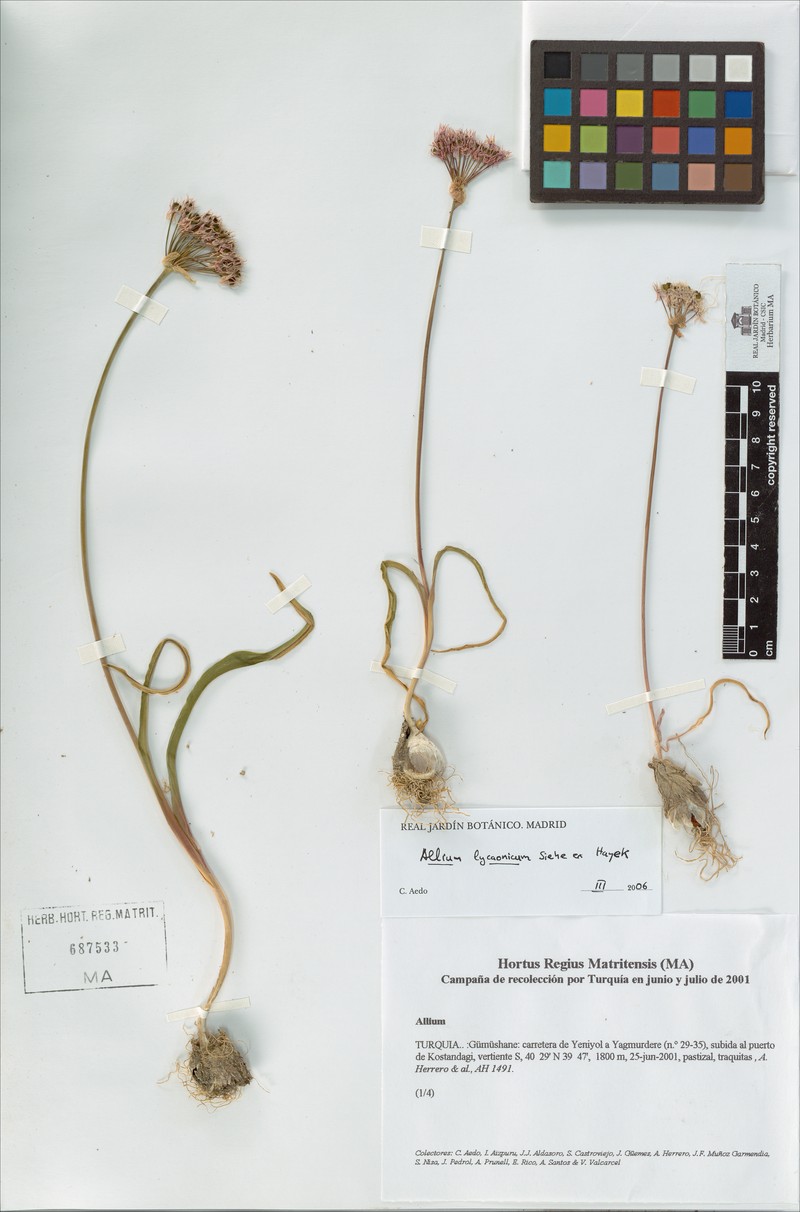 Allium lycaonicum photo 6