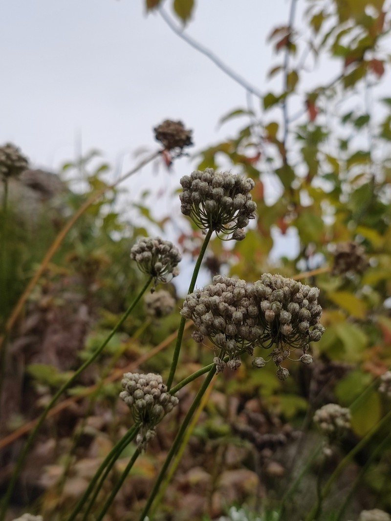 Allium maackii