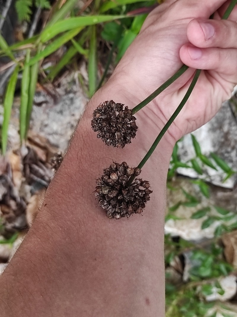 Allium maackii photo 3