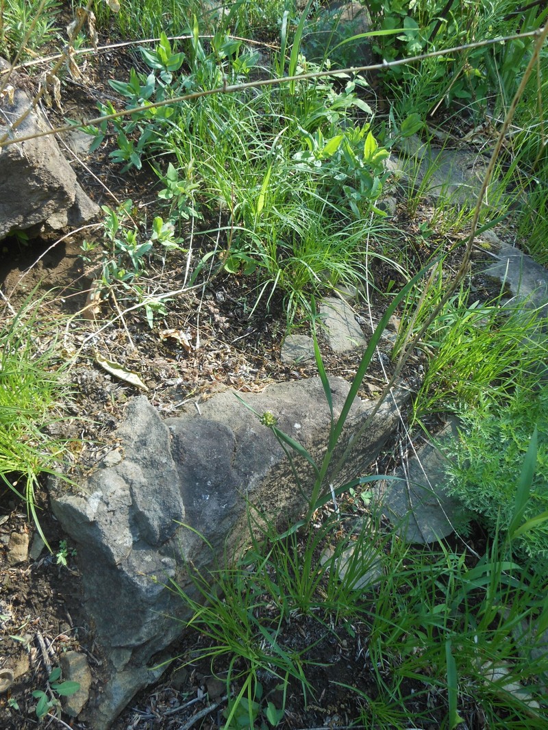 Allium maackii photo 7