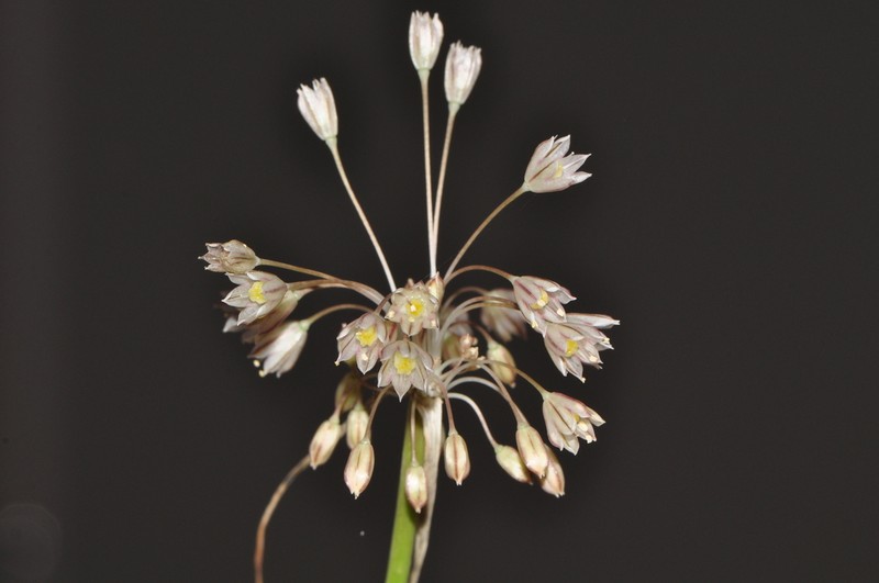 Allium macedonicum