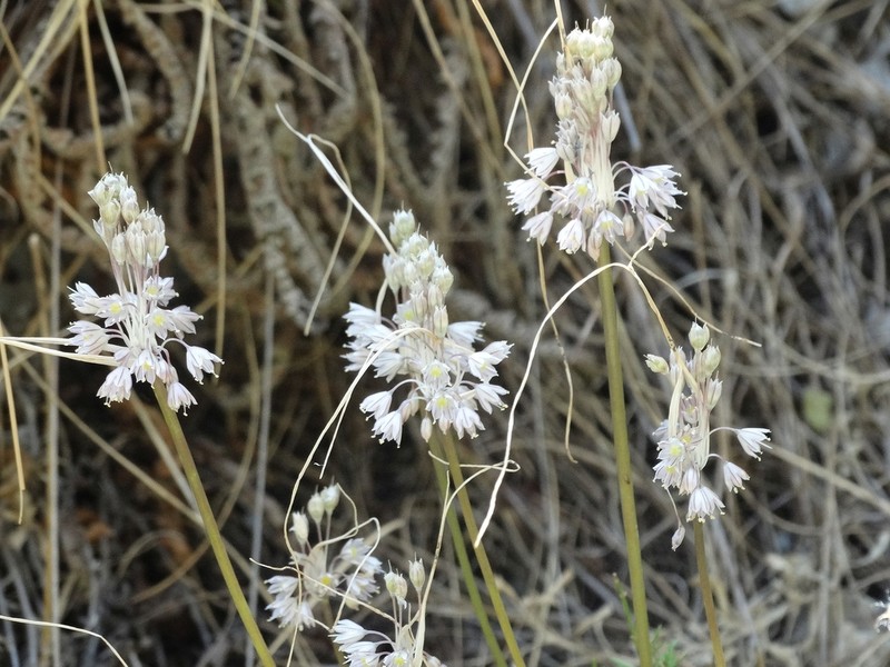 Allium macedonicum photo 2