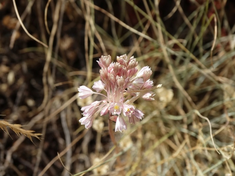 Allium macedonicum photo 3
