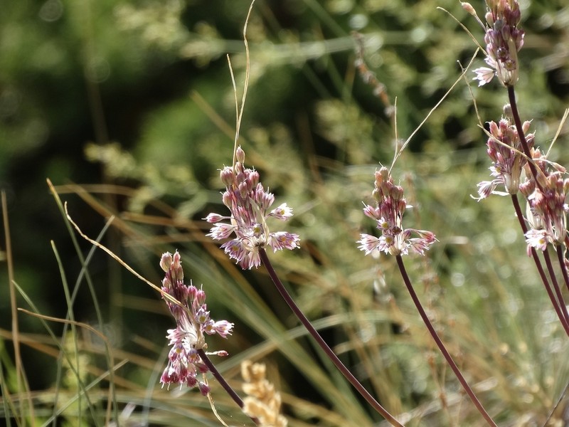 Allium macedonicum photo 4