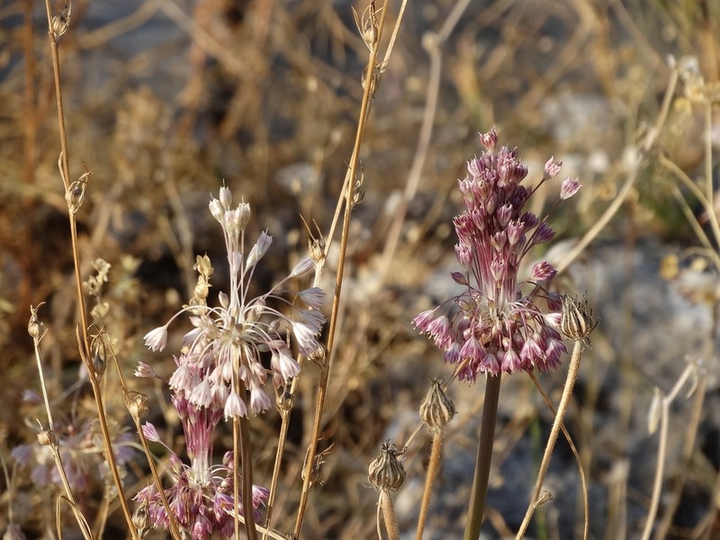 Allium macedonicum photo 5