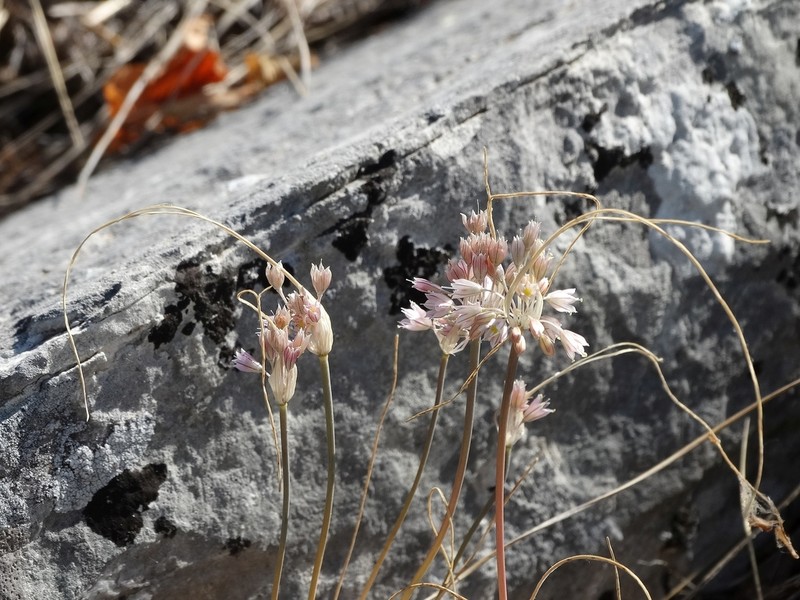 Allium macedonicum photo 6