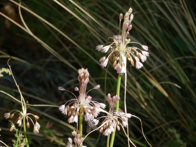 Allium macedonicum photo 7