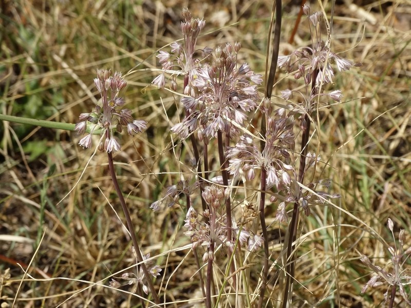 Allium macedonicum photo 8
