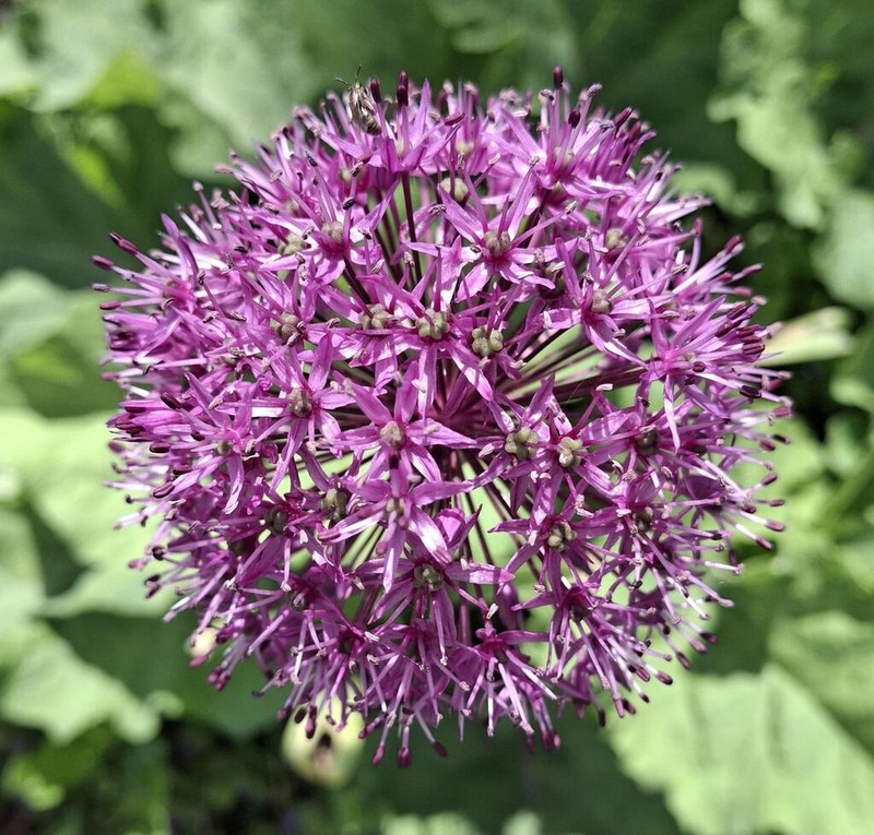Allium macleanii photo 2