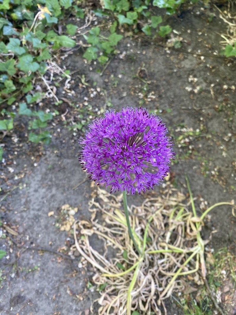 Allium macleanii photo 3