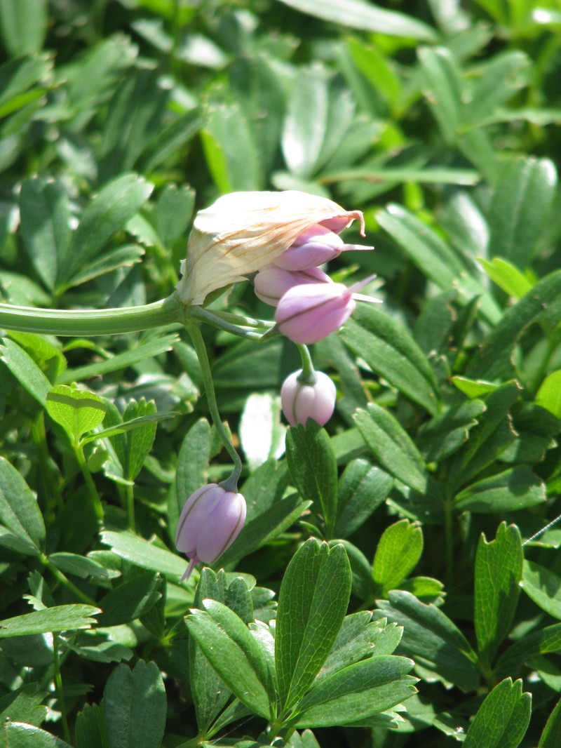 Allium macranthum