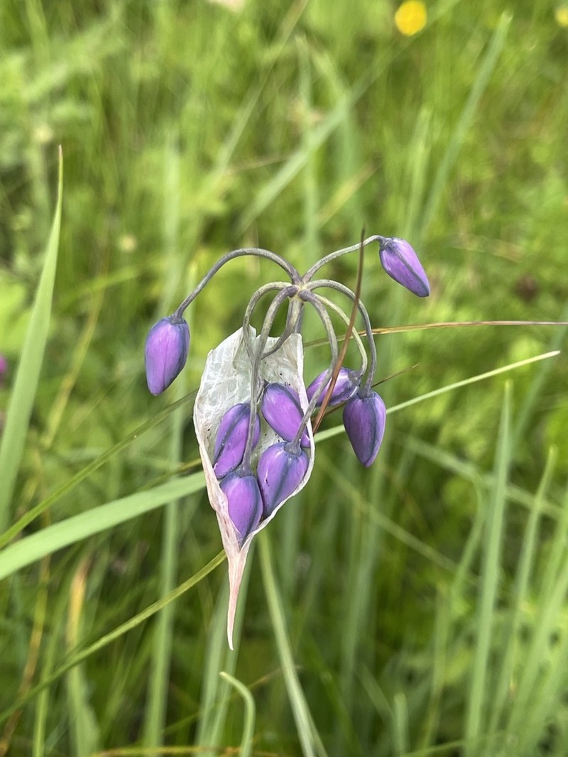 Allium macranthum photo 2