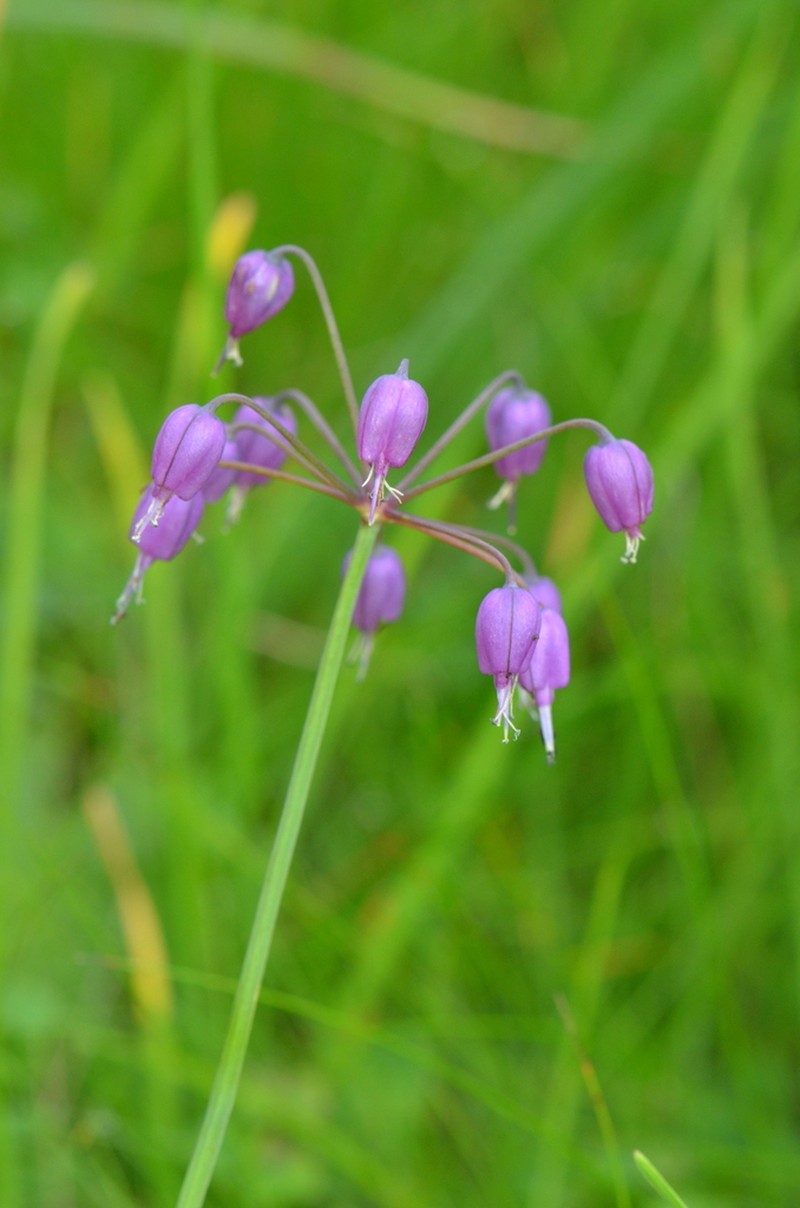 Allium macranthum photo 4