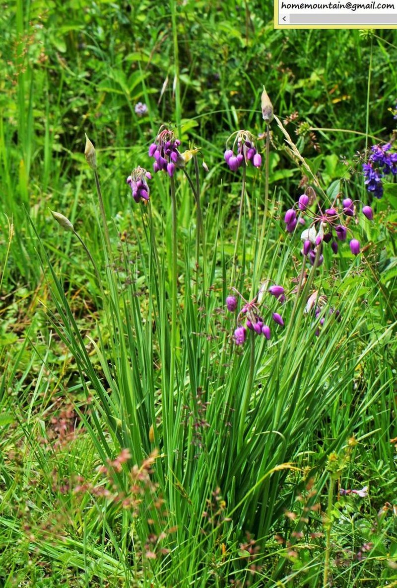 Allium macranthum photo 6