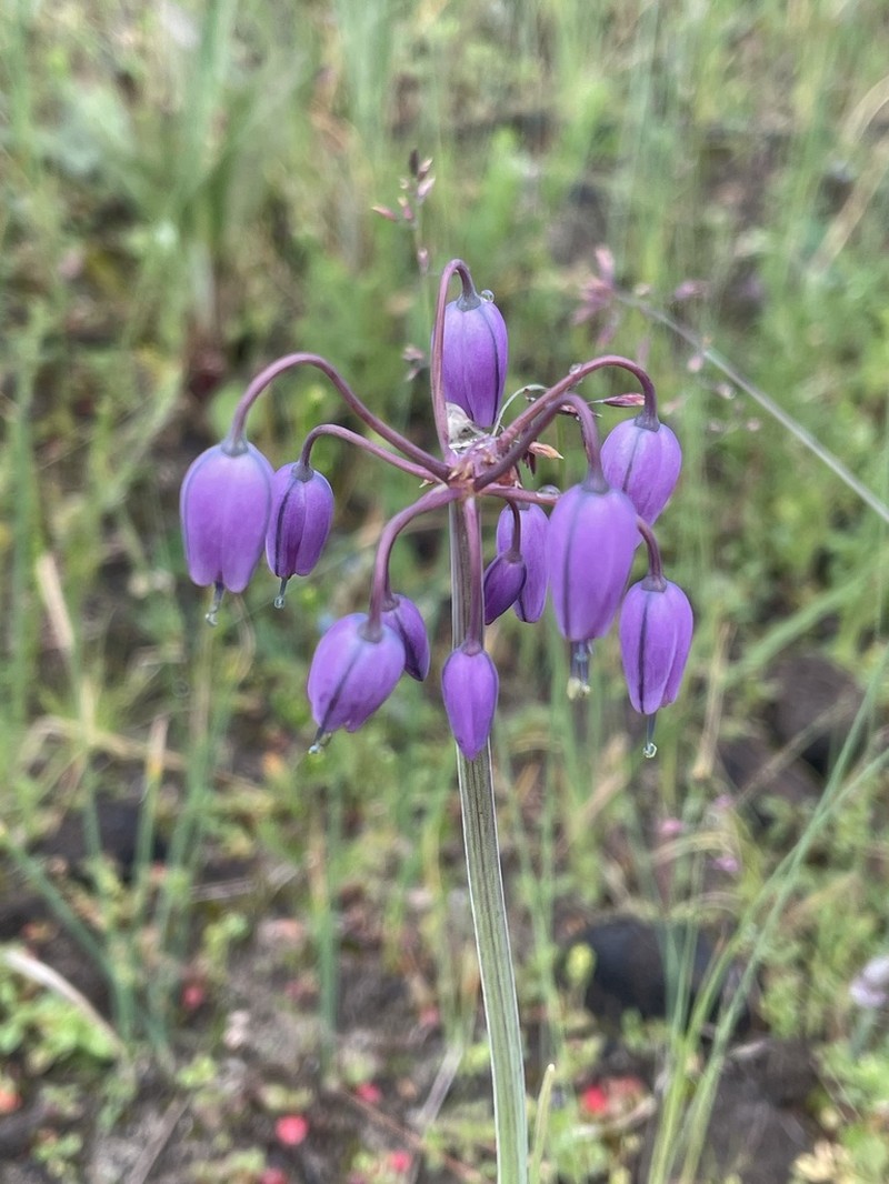 Allium macranthum photo 8