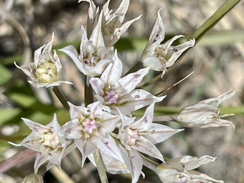 Largeflower Onion photo 2
