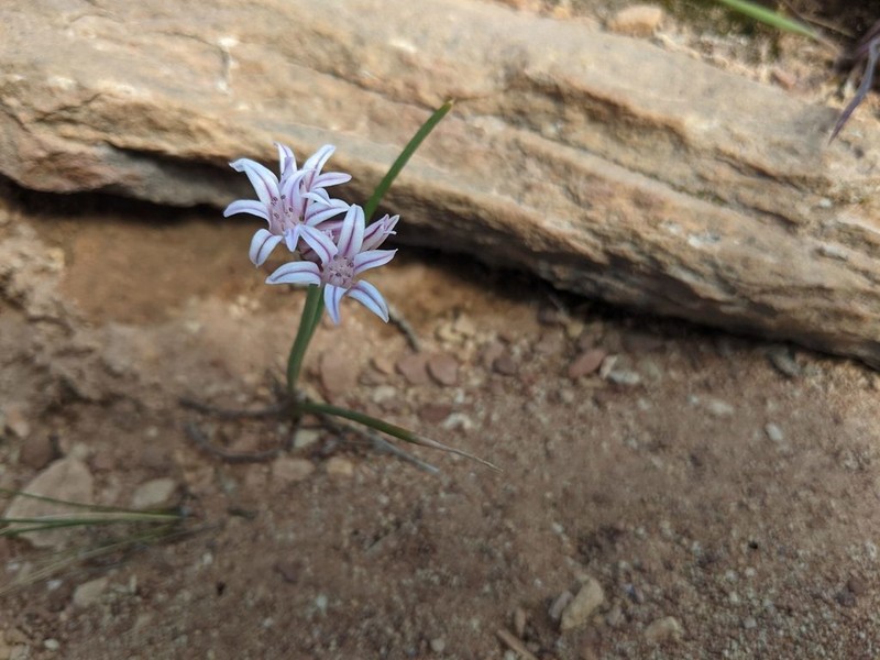 Largeflower Onion photo 3