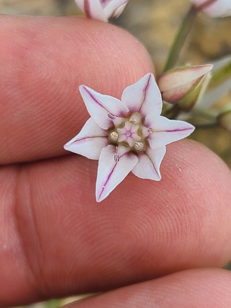 Largeflower Onion photo 4