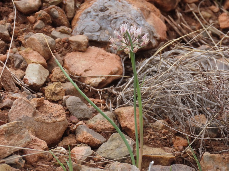 Largeflower Onion photo 5