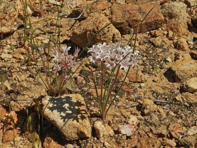 Largeflower Onion photo 6