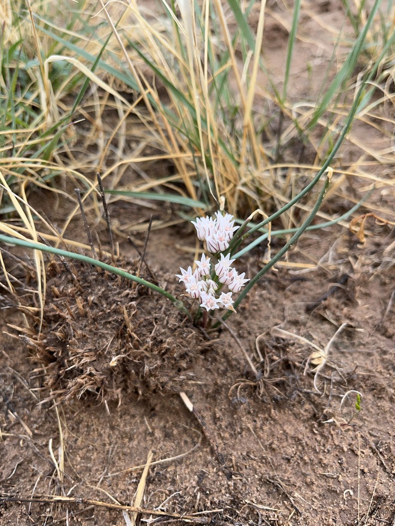 Largeflower Onion photo 7