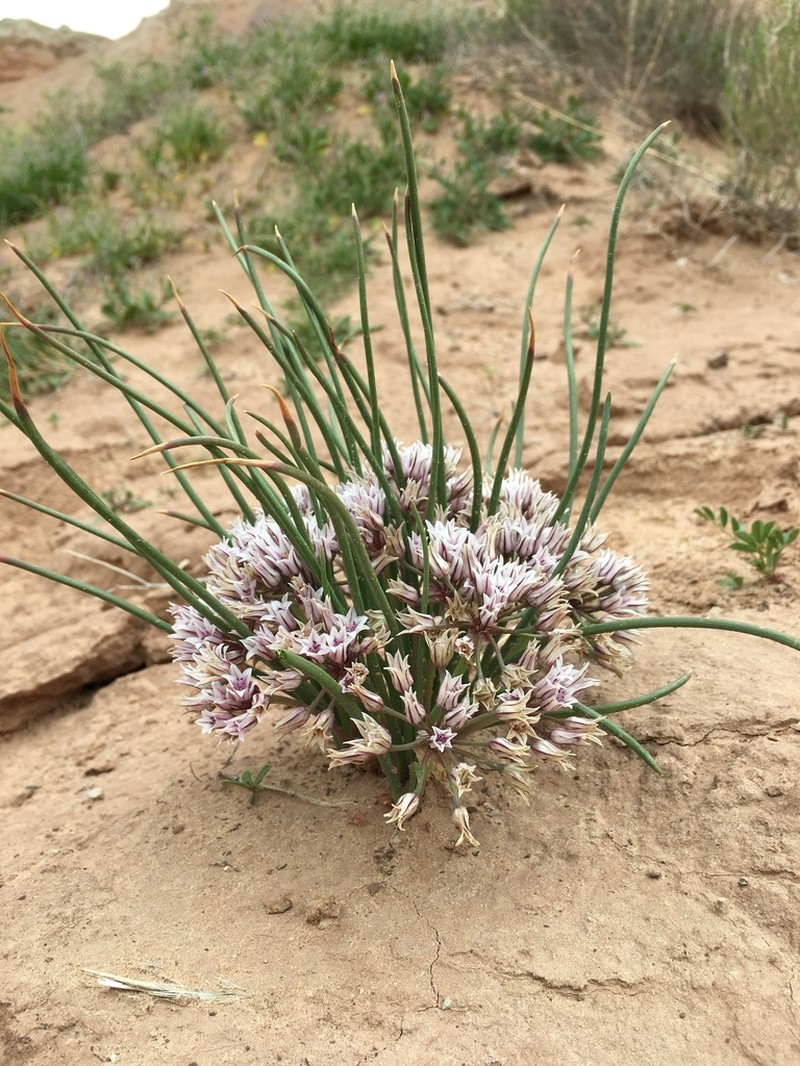 Largeflower Onion photo 8