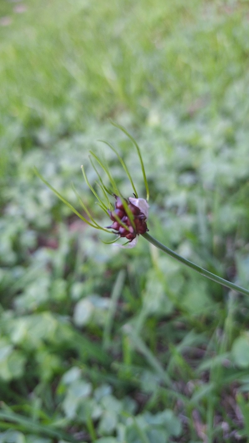 Allium macrostemon photo 3