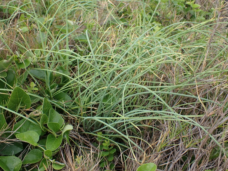 Allium macrostemon photo 4