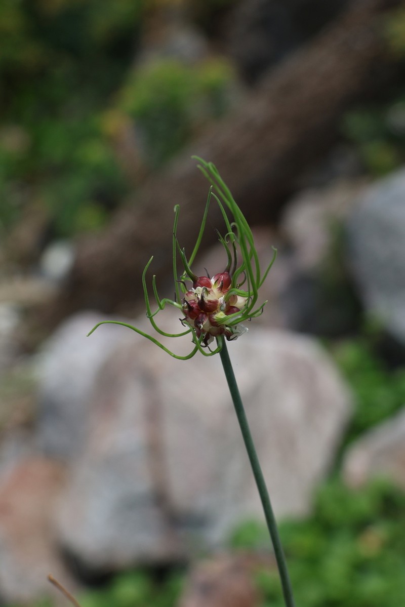 Allium macrostemon photo 5