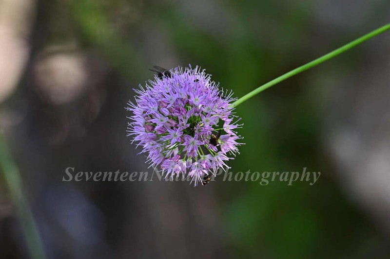 Allium macrostemon photo 7