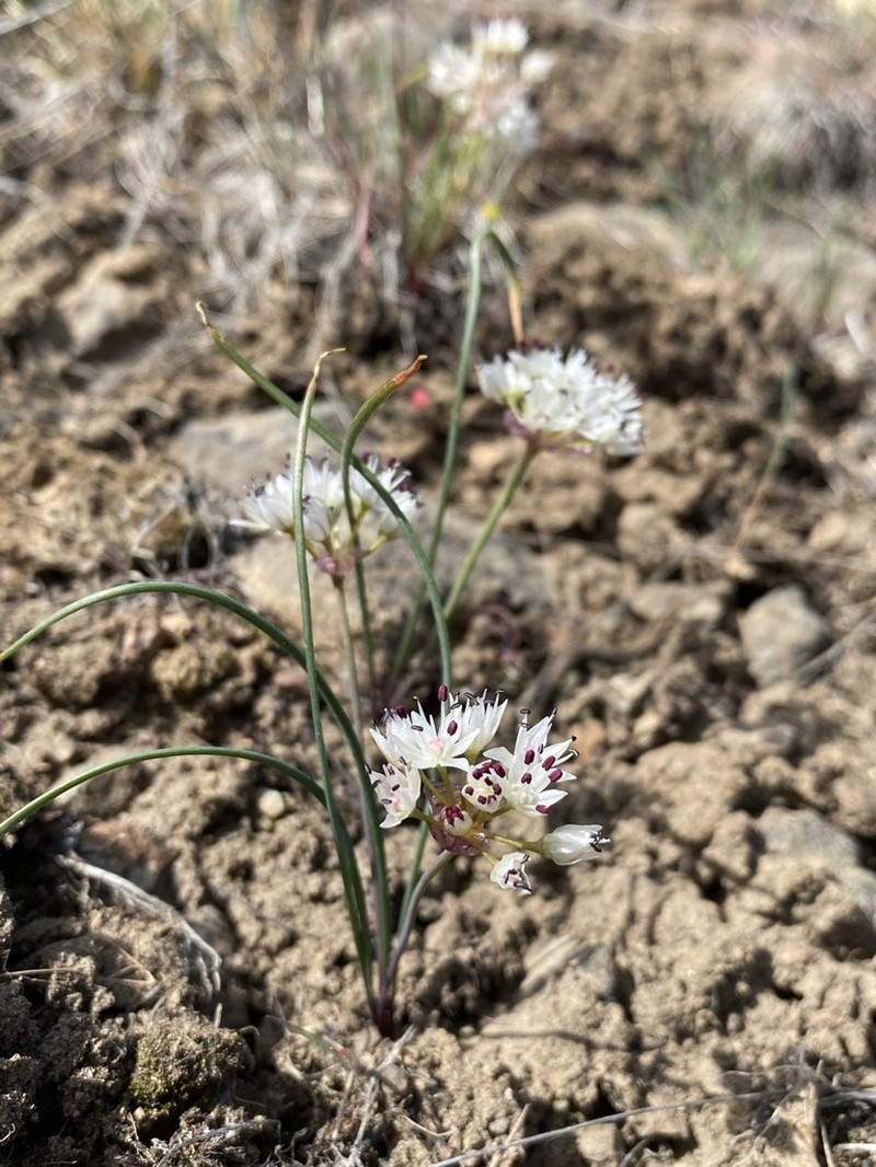 Rock Onion photo 2