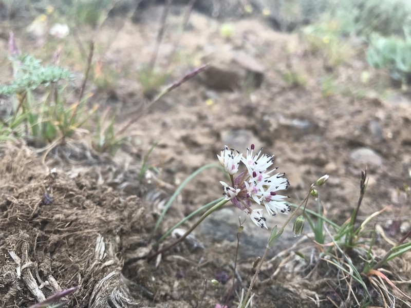 Rock Onion photo 3