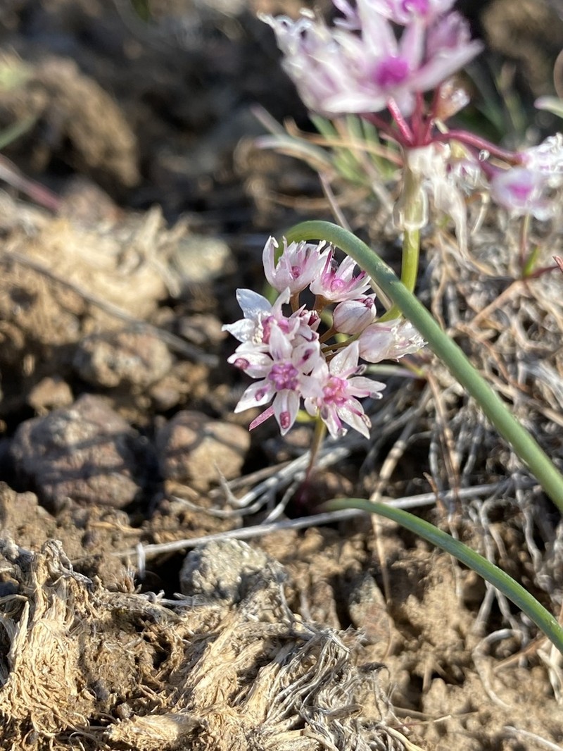 Rock Onion photo 4