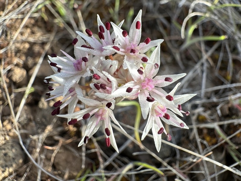 Rock Onion photo 5