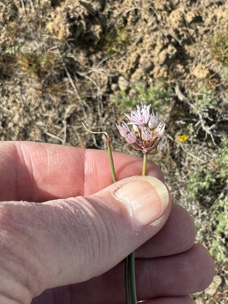 Rock Onion photo 6