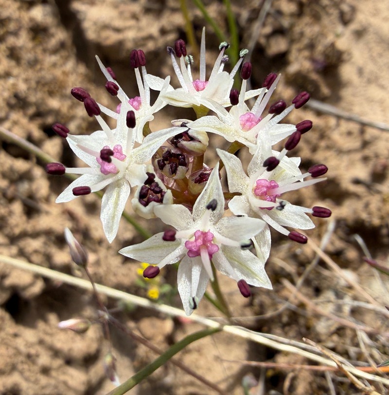 Rock Onion photo 7