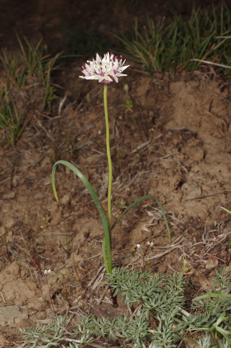 Rock Onion photo 8