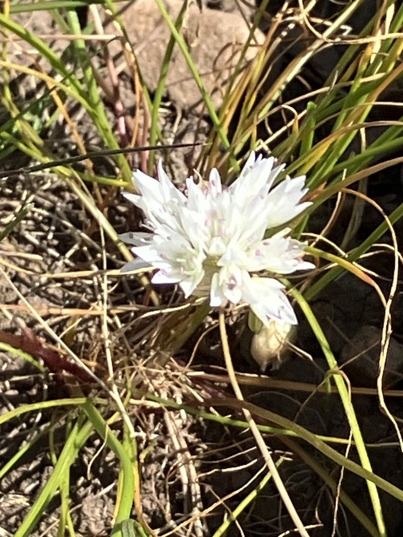 Swamp Onion photo 2