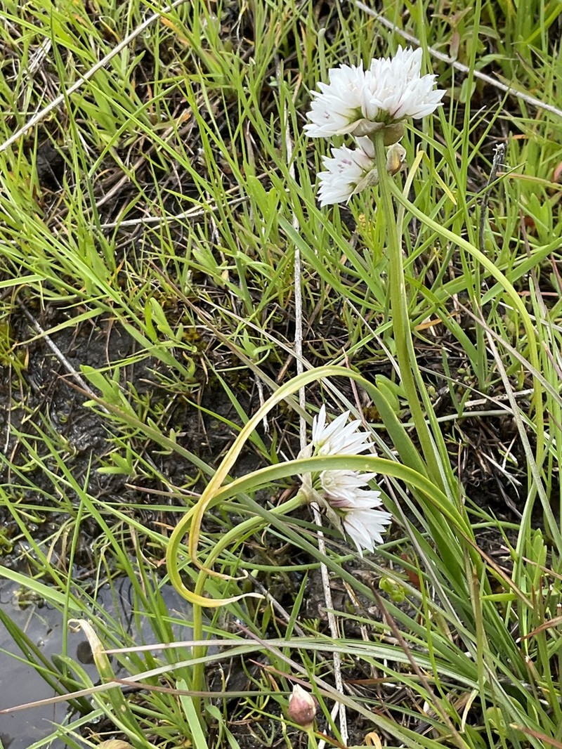 Swamp Onion photo 3