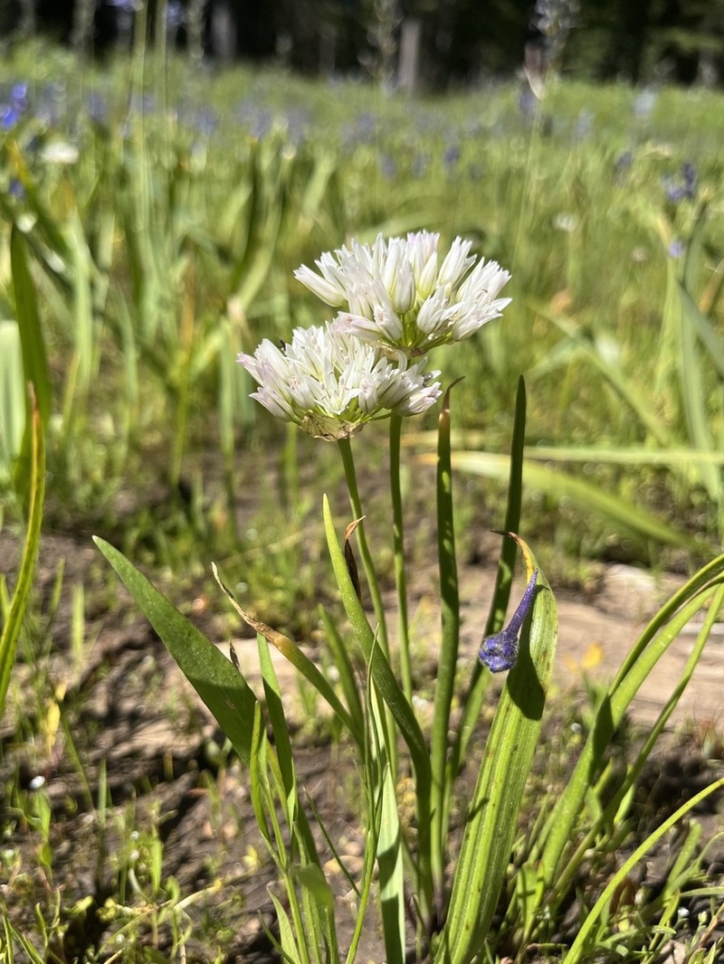 Swamp Onion photo 4